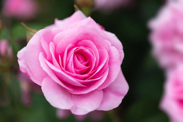 須弥塾 ストリーミング受講代 (須弥塾 受講者用)